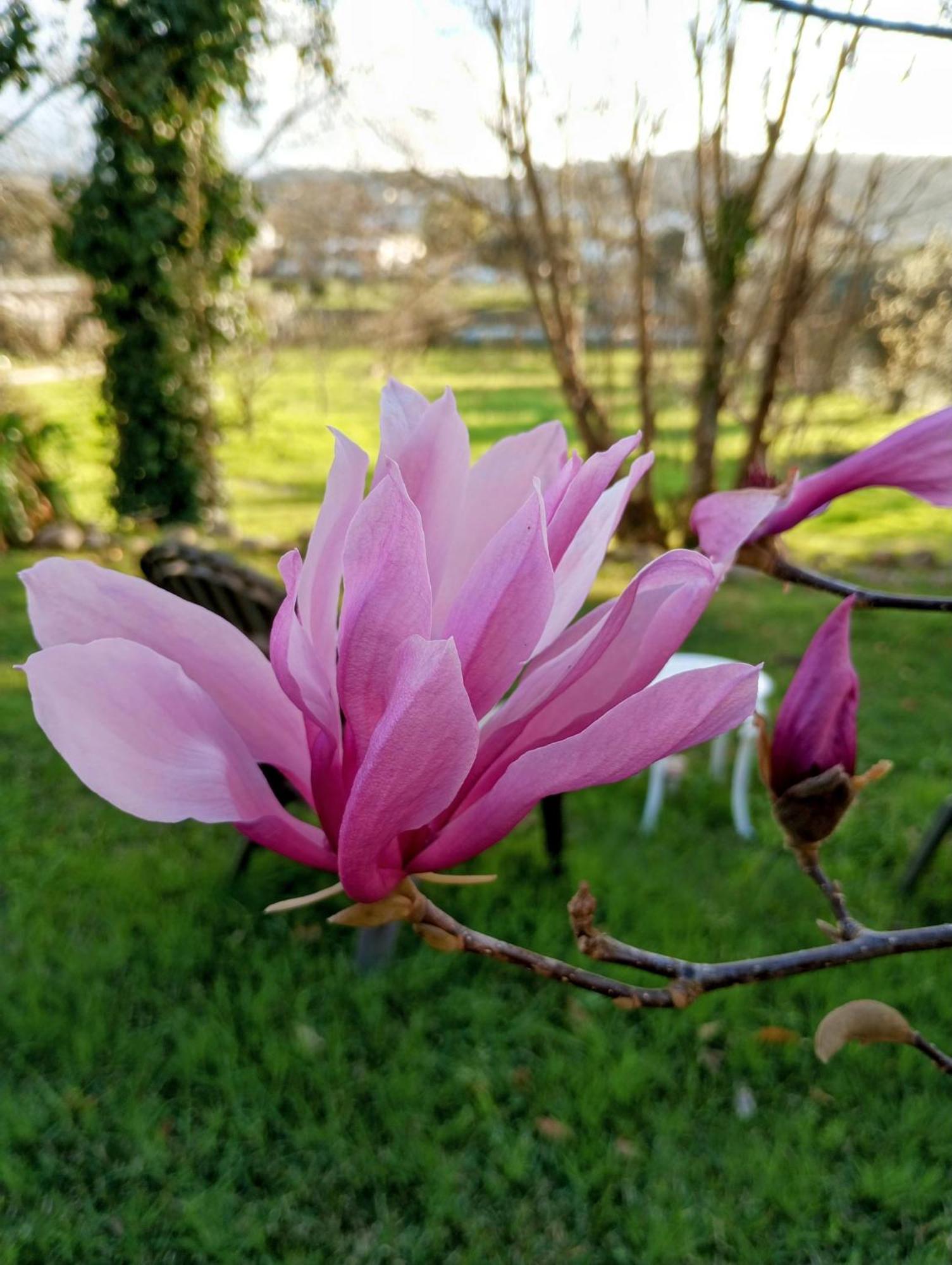 Magnolias Cottage Lousã Eksteriør bilde