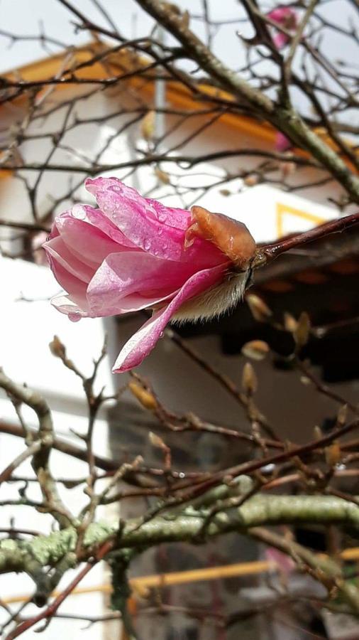Magnolias Cottage Lousã Eksteriør bilde